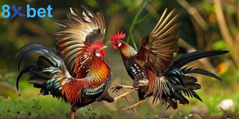 Cách nuôi gà đá